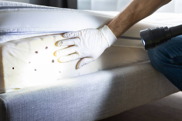 Best Flea Control Services  in Mount Vernon, VA