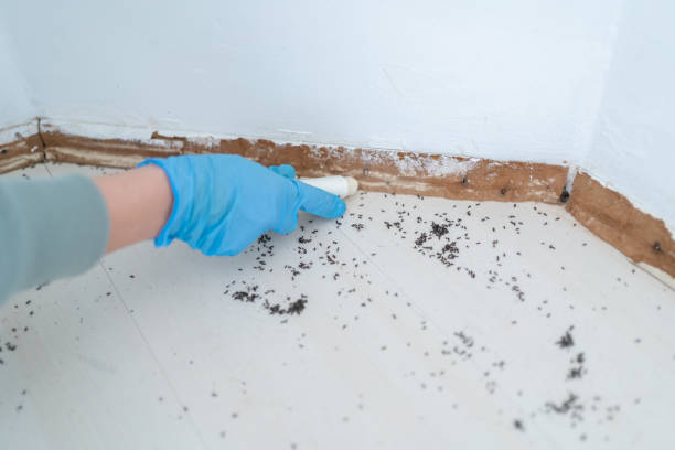 Wasp Removal Services in Mount Vernon, VA